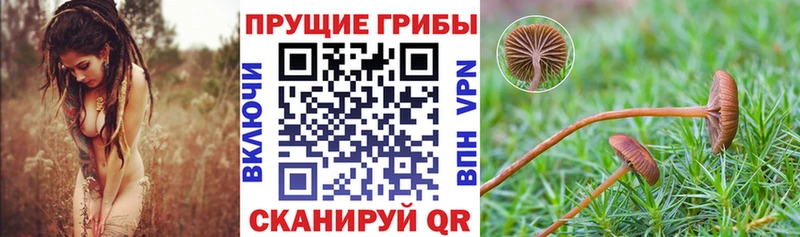 Псилоцибиновые грибы Psilocybine cubensis  Купить закладки  Сунжа 